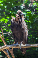 vulture sitting on a branch, animal planet