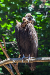 vulture sitting on a branch, animal planet