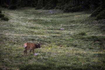 Elk calf in a valley in the Rocky Mountains of Colorado