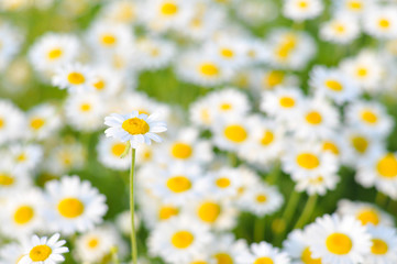 Beautiful daisy flower in the grass in springtime. Chamomile field flowers background. Herbal plants chamomile in the wild