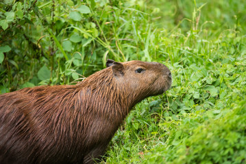 Capybara in the forest
