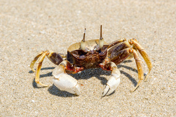 A small crab on a sandy beach  