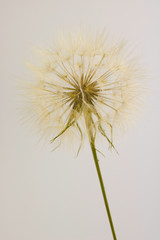 dry dandelion isolated, vertical