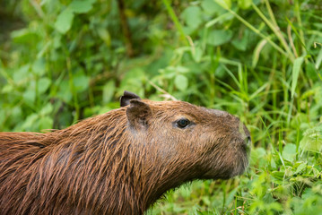 Capybara in the forest