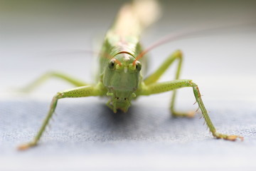 heuschrecke nahaufnahme