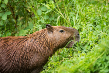 Capybara in the forest
