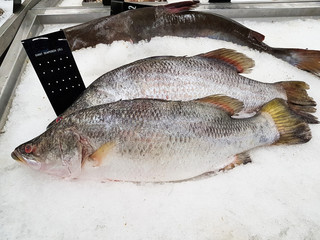 fresh giant seaperch on ice at the seafood booth