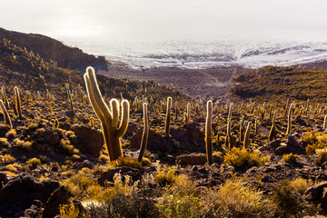 Huge cactuses Salar De Uyuni islands mountains scenic landscape