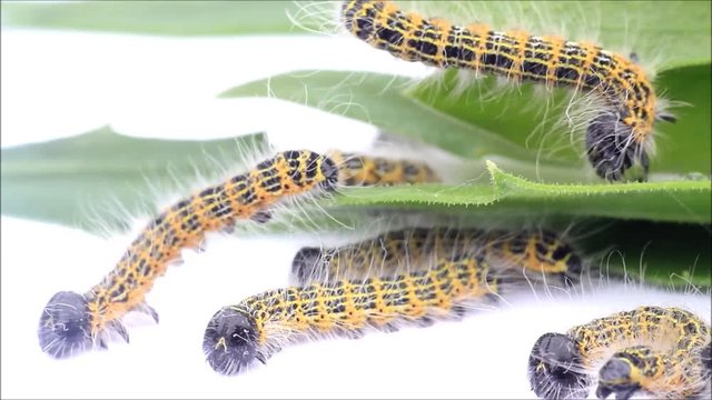 caterpillar macro, Phalera bucephala, Raupe Mondvogel
