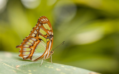 Fototapeta na wymiar Pretty butterfly