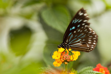 Fototapeta na wymiar Black butterfly