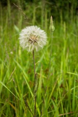 Tragopogon pratensis, this flower like dandelion has a ball similar to the ball only a few times more. It grows on beautiful sunny meadows.