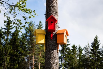 In the forest, very close to the city, in a small park, freelancers made and hung over several trees such remarkable and colorful houses for birds.