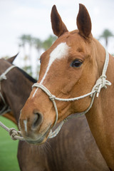 Polo Pony - 165206828