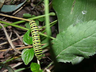 The caterpillar of the machaon creeps over the thickets of grass