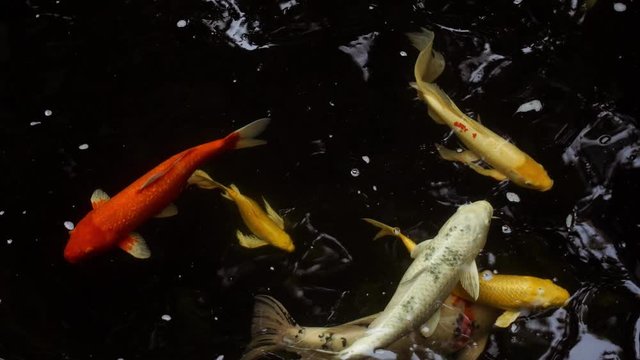 Cyprinus carpio
