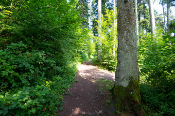 Fototapeta premium Wanderweg im Schwarzwald
