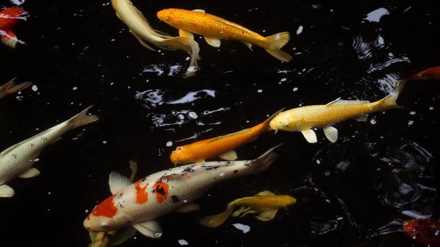 Cyprinus carpio