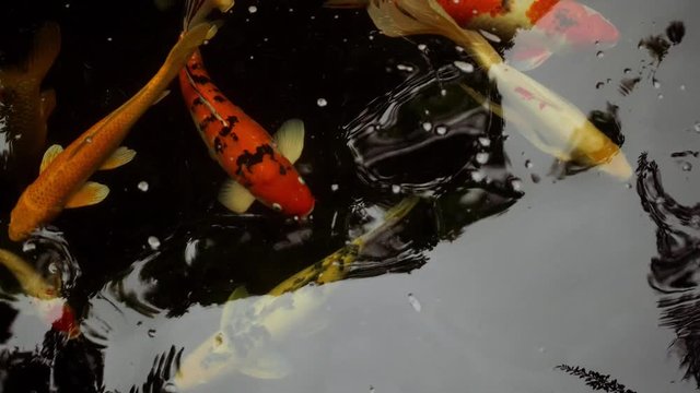 Cyprinus carpio