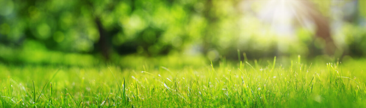 Fresh green grass background in sunny summer day © candy1812