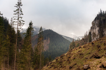 Forest on a mountain slope