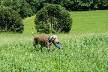 Jagdhundetraining - Apport
