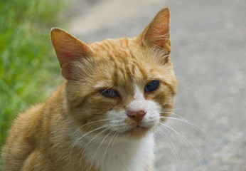 Homeless ginger cat