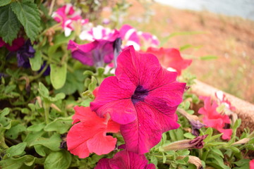 fuchsia color flower