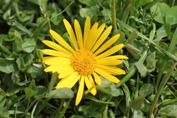 yelow flower