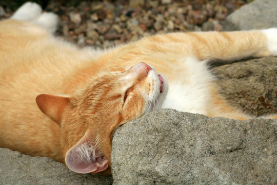 Ginger cat under the influence of catnip. Domestic cat junkie.
