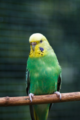 Yellow-green wavy parrot in full growth in nature. Poultry on a blurred natural background.