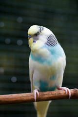 Blue-yellow wavy parrot in full growth in nature. Poultry on a blurred natural background.