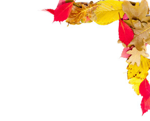 design element. Corner frame of fallen leaves