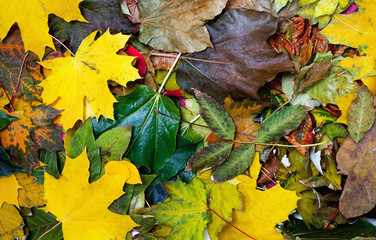 Autumn carpet. Beautiful fallen leaves lie flat bed