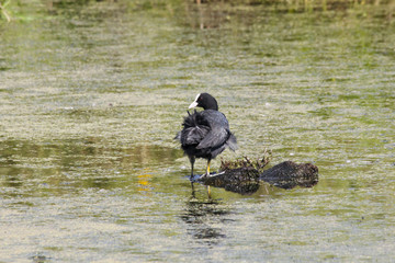Eurasian coot adult on water. Nice black waterbitd with white beak. Bird in wildlife.