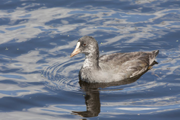 Eurasian coot young on water. Nice black waterbitd with white beak. Bird in wildlife.