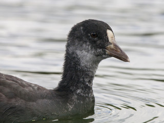 Eurasian coot young on water portrait. Nice black waterbitd with white beak. Bird in wildlife.