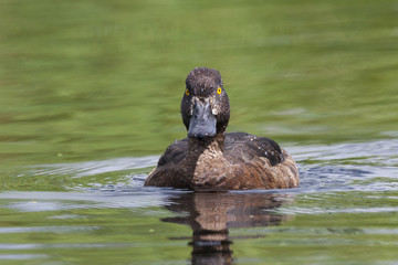 Tufted duck female on water. Cute funny waterbird drake. Bird in wildlife.