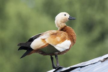 Ruddy shelduck sitting on roof. Bright cute waterbird. Bird in wildlife.