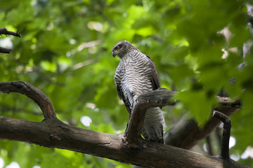 Eurasian sparrowhawk sitting on branch in forest. Mighty beautiful hawk. Bird in wildlife.
