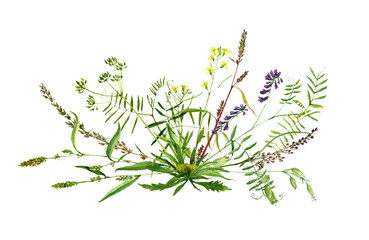 watercolor drawing wild flowers