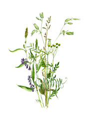 watercolor drawing wild flowers