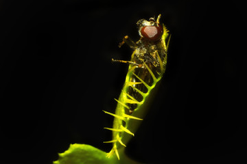 venus flytrap catching fly, in closeup, isolated on black background. Soft focus. 