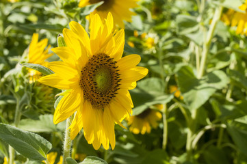 Sunflower