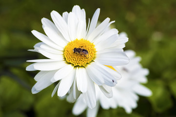 Bee sitting on camomile.