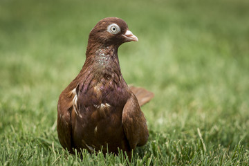 Rolling pigeon looks to the left.