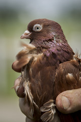 Rolling pigeon being held.