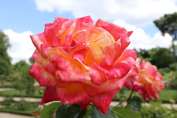 Rose de Paris, 1