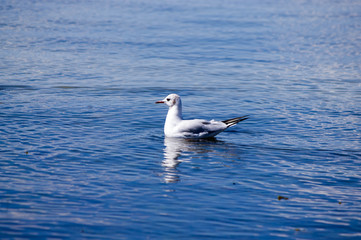 Möwe