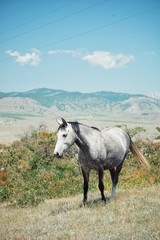 Obraz na płótnie Canvas White Horse. Crimea